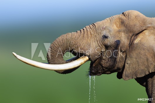Picture of Elephant drinking water